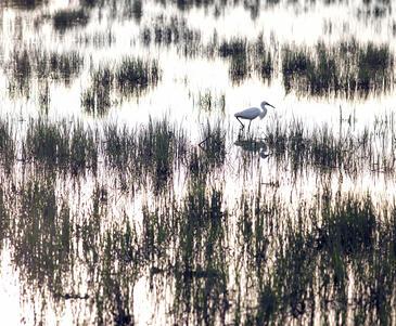 Aigrette, Camargue, France © Etienne Pierart